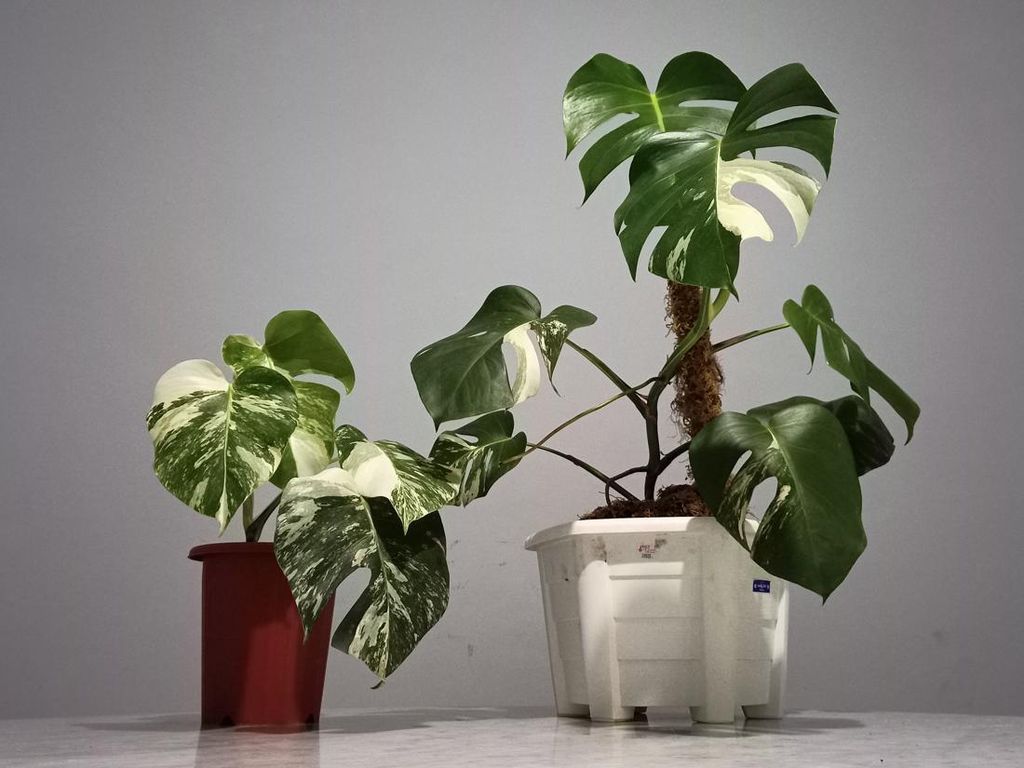 Monstera White Tiger, Tanaman Hias yang Harganya Bikin Melongo Monstera White Tiger, Tanaman Hias yang Harganya Bikin Melongo
