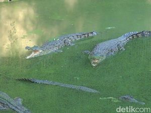 Main ke Kandang Ratusan Buaya, Wisata Anti Mainstream di Subang! Main ke Kandang Ratusan Buaya, Wisata Anti Mainstream di Subang!