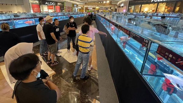 Pengunjung Antusias Melihat Kontes Ikan Arwana di Jakarta