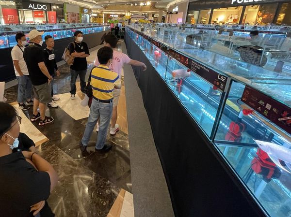 Pengunjung Antusias Melihat Kontes Ikan Arwana di Jakarta