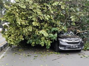 3 Mobil Tertimpa Pohon Tumbang depan Pintu Istana Bogor