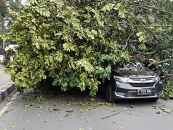 3 Mobil Tertimpa Pohon Tumbang depan Pintu Istana Bogor