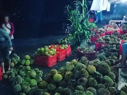 Musim Panen Durian di Pupuan Tiba, Harganya Mulai Rp 30 Ribuan