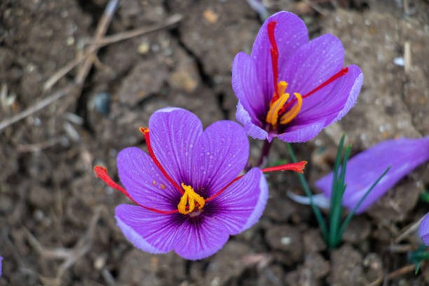 Tumbuhan Crocus sativus/Foto: istockphoto.com/Rawf8 Saffron berasal dari putik bunga Crocus sativus.