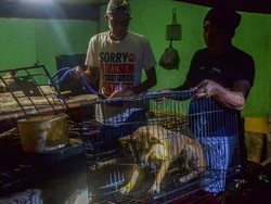 Anjing yang Digerebek dari Rumah Jagal Pekanbaru Hasil Curian