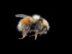 Mengapa Lebah Mati Setelah Menyengat? Ini Faktanya