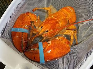 Lobster Oranye Langka Ini Nyaris Dimasak oleh Restoran Seafood