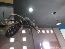 Mengintip Nyamuk Raksasa di Pangandaran