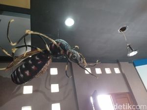 Mengintip Nyamuk Raksasa di Pangandaran Mengintip Nyamuk Raksasa di Pangandaran