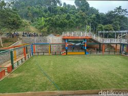 Arena Adu Domba ala Stadion Sepak Bola di Mata Pehobi