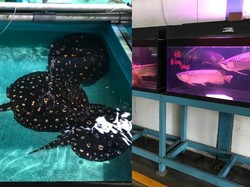 Peternakan Ikan Ini Tutup, Ikan Pari hingga Arwana Dijual Murah Rp 1 Jutaan Saja!