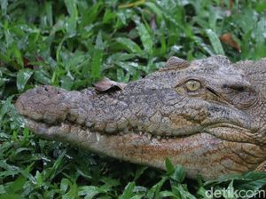 10 Hal yang Dilakukan Jika Bertemu Hewan Buas 10 Hal yang Dilakukan Jika Bertemu Hewan Buas
