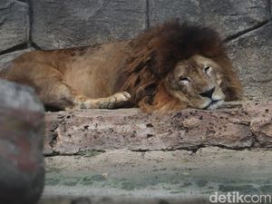 Hari Hak Asasi Binatang 2022: Sejarah, Undang-Undang, dan Link Twibbon