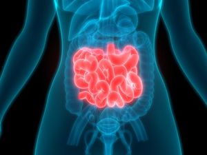 Fungsi dan Bagian Usus Halus dalam Sistem Pencernaan Manusia, Yuk Pelajari!