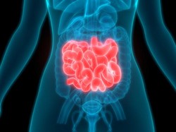 Fungsi Enzim Lipase bagi Sistem Pencernaan dan Cara Kerjanya