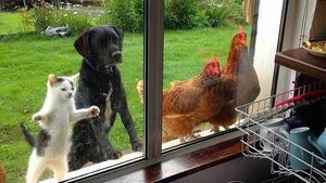 Aksi Unik Hewan yang Terekam Kamera Bikin Ngakak Geleng-geleng