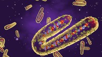 Geger Virus Marburg: Asal-usul, Gejala, Hingga Tingkat Kematiannya