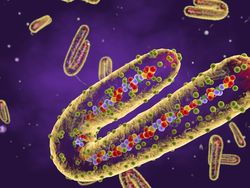 Heboh Marburg Muncul di Afrika, Epidemiolog Wanti-wanti Ancaman Next Pandemi