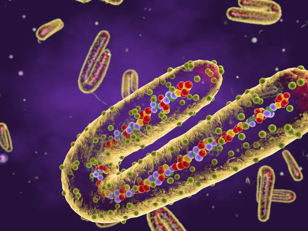 Heboh Marburg Muncul di Afrika, Epidemiolog Wanti-wanti Ancaman Next Pandemi Heboh Marburg Muncul di Afrika, Epidemiolog Wanti-wanti Ancaman Next Pandemi