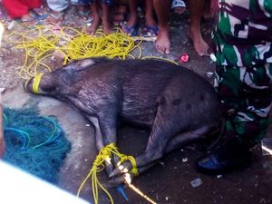 Babi Hutan Masuk ke Permukiman Kagetkan Warga Muncar Banyuwangi