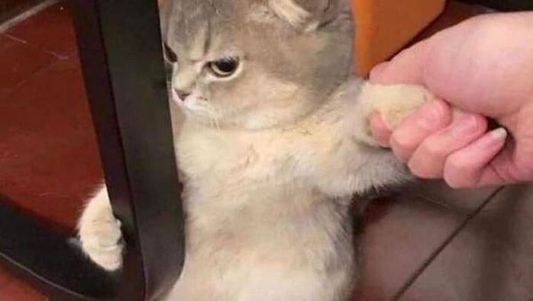 Kumpulan Pose Kucing yang Bikin Gemes, Mana Favoritmu?