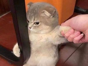 Kumpulan Pose Kucing yang Bikin Gemes, Mana Favoritmu?