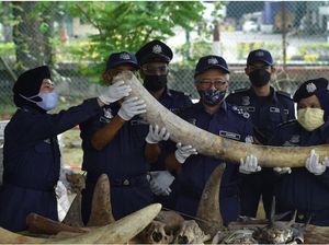Gimana Nggak Punah? Potongan Tubuh Hewan Langka Terus Diselundupkan Gimana Nggak Punah? Potongan Tubuh Hewan Langka Terus Diselundupkan