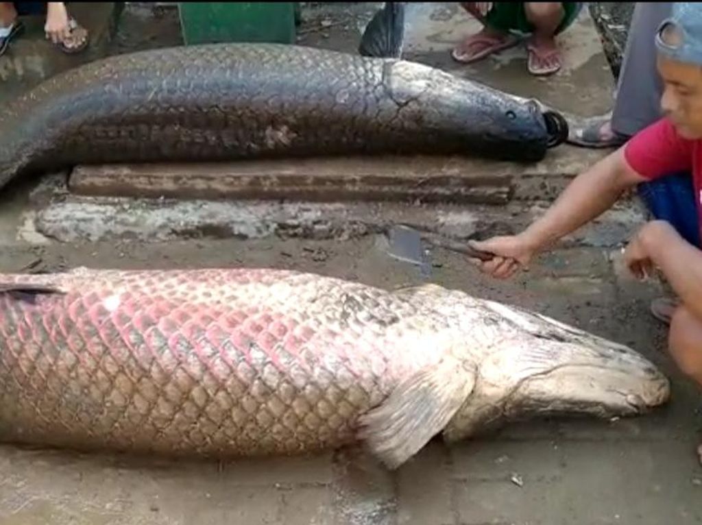 Asal Muasal Ikan Raksasa Arapaima yang Muncul Usai Banjir di Garut