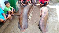 Penampakan Ikan Raksasa Arapaima Usai Banjir Bandang di Garut