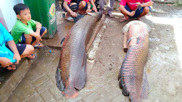 Penampakan Ikan Raksasa Arapaima Usai Banjir Bandang di Garut