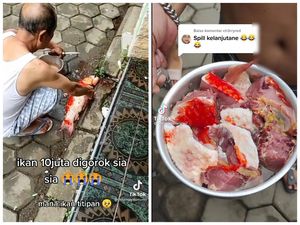 Duh! Ikan Koi Kohaku Titipan Seharga Rp 10 Juta Ini Berakhir di Panci Duh! Ikan Koi Kohaku Titipan Seharga Rp 10 Juta Ini Berakhir di Panci