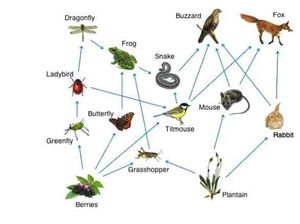 Jaring-Jaring Makanan: Pengertian serta Perbedaannya dengan Rantai Makanan
