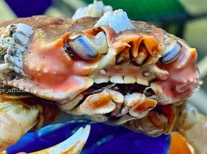 Aneh tapi Nyata, Muncul Kepiting Langka Bergigi Manusia