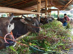 Peternak di Toraja Tolak Kerbau PMK Dipotong Paksa, Pedagang Ngaku Rugi Peternak di Toraja Tolak Kerbau PMK Dipotong Paksa, Pedagang Ngaku Rugi