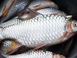 Wah! 7 Makanan Lezat Ini Ternyata Dibenci Banyak Orang di Dunia