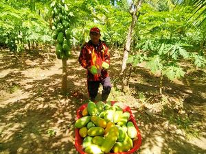 Mengunjungi Kebun Budidaya Pepaya California Kelompok Tani Jembrana Mengunjungi Kebun Budidaya Pepaya California Kelompok Tani Jembrana
