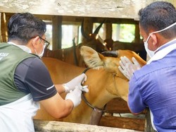 711 Hewan Ternak di Bone Terkonfirmasi Positif PMK, Tersebar di 4 Kecamatan