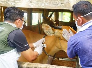600 Sapi di Sulsel Dipotong Paksa karena PMK, 137 Sudah Terima Ganti Rugi 600 Sapi di Sulsel Dipotong Paksa karena PMK, 137 Sudah Terima Ganti Rugi