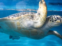 Puluhan Penyu Mati Ditikam-Disayat di Jepang, Polisi Gelar Penyelidikan