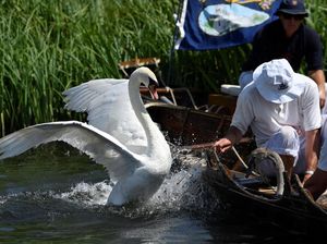 Uniknya Tradisi Sensus Angsa Milik Ratu Elizabeth