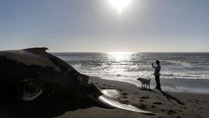 Penampakan Paus Bungkuk yang Mati dan Terdampar di Pantai California