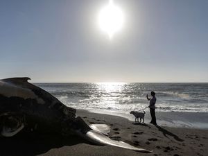 Penampakan Paus Bungkuk yang Mati dan Terdampar di Pantai California
