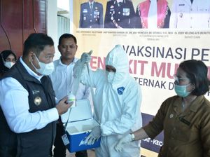 Antisipasi Penyebaran PMK, Pemkab Dairi Adakan Vaksinasi Hewan Ternak