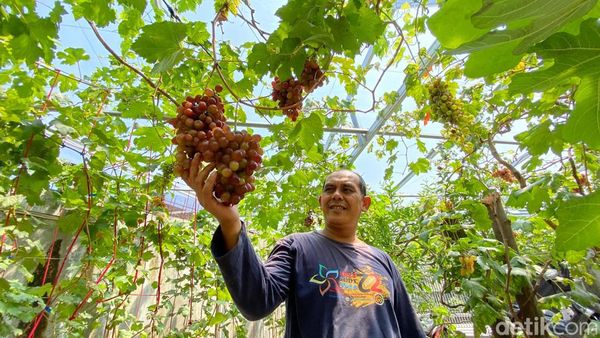 Menengok Tempat Budi Daya Bibit Anggur di Cibaduyut Bandung