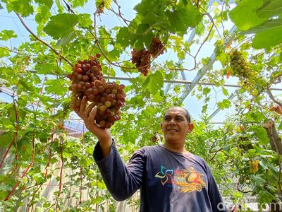 Menengok Tempat Budi Daya Bibit Anggur di Cibaduyut Bandung