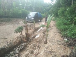 Warga Buton Utara Protes Jalan Rusak Parah, Tanam Pohon Pisang-Kelapa