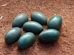 5 Telur Termahal di Dunia dan Mengapa Harganya Selangit