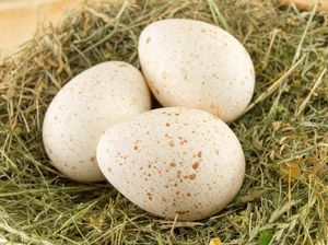 Hewan Bertelur: Ciri-ciri, Proses Pembuahan dan Contohnya Hewan Bertelur: Ciri-ciri, Proses Pembuahan dan Contohnya