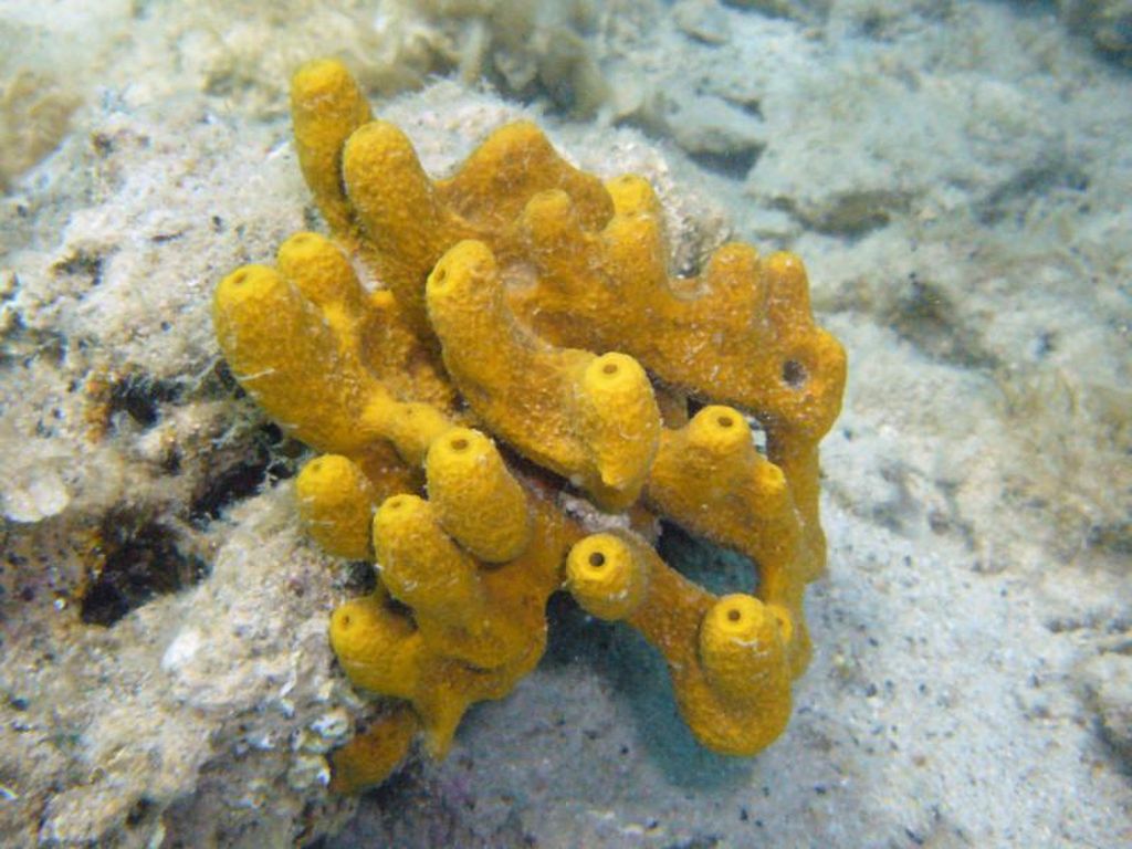 Hewan Porifera: Pengertian, Ciri-CIri, dan Klasifikasi