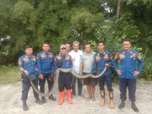 Damkar Evakuasi Ular Sanca 3,5 Meter yang Berkeliaran di Permukiman Bogor